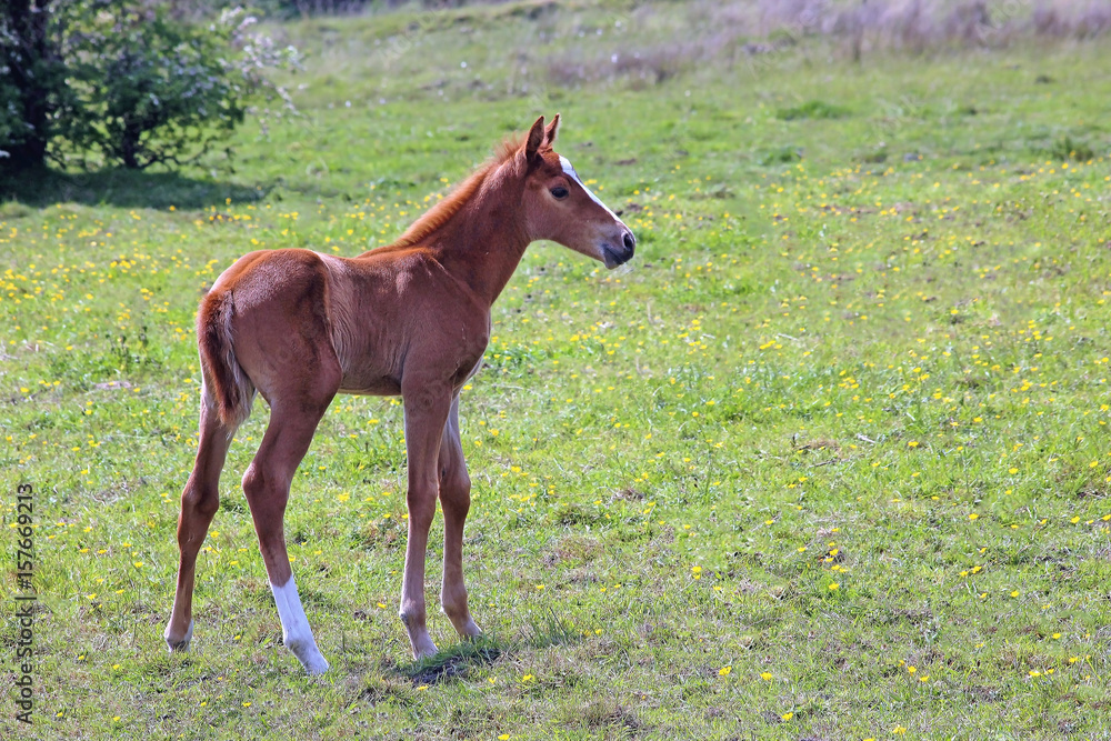 Fototapeta premium Newborn foal standing in field