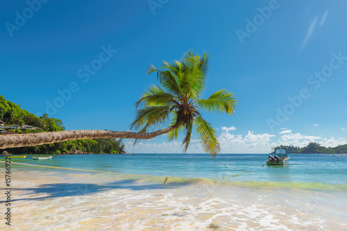 Fototapeta Naklejka Na Ścianę i Meble -  Coconut palm tree on tropical beach.