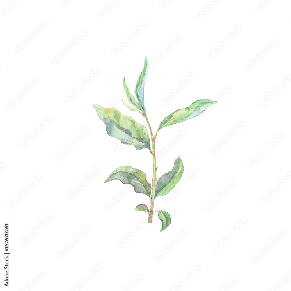 Fototapeta premium Bright watercolor leaf isolated on white background
