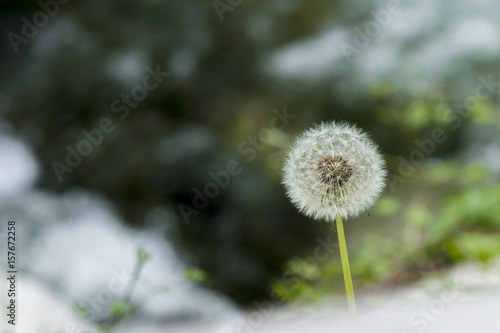 Dandelion