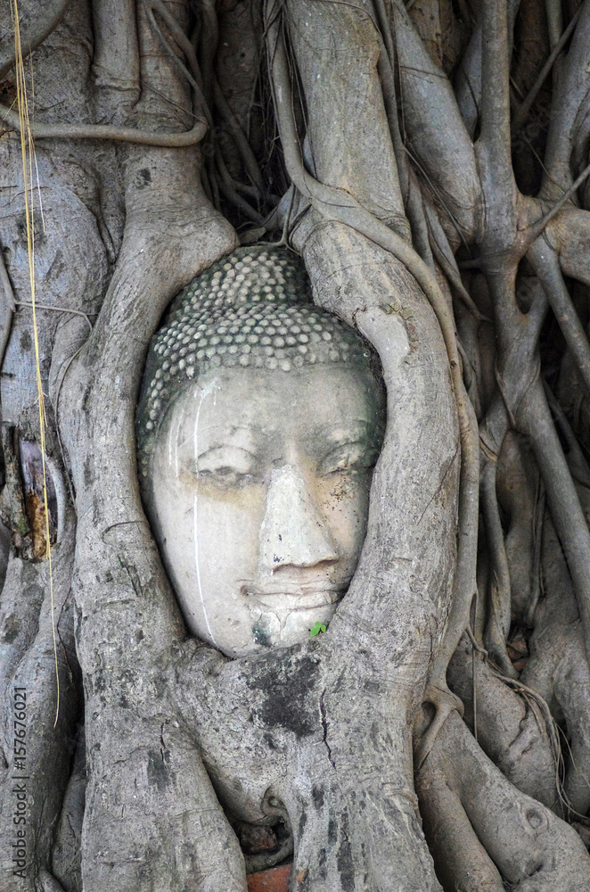 AYUTTHAYA, THAILAND - August, 2016: Head of Buddha statue in the tree roots at Wat Mahathat temple, Ayutthaya, Thailand
