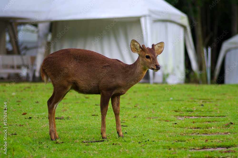 KHAO KHEOW OPEN ZOO, THAILAND - August, 2016: Tents and deer on the territory of the Khao Kheaw es-ta-te Camping Resort KHAO KHEOW OPEN ZOO, THAILAND - August, 2016: Tents and deer on the territory of the Khao Kheaw es-ta-te Camping Resort