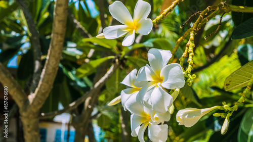 Brunch of white of tiare flowers at green outdoors background photo