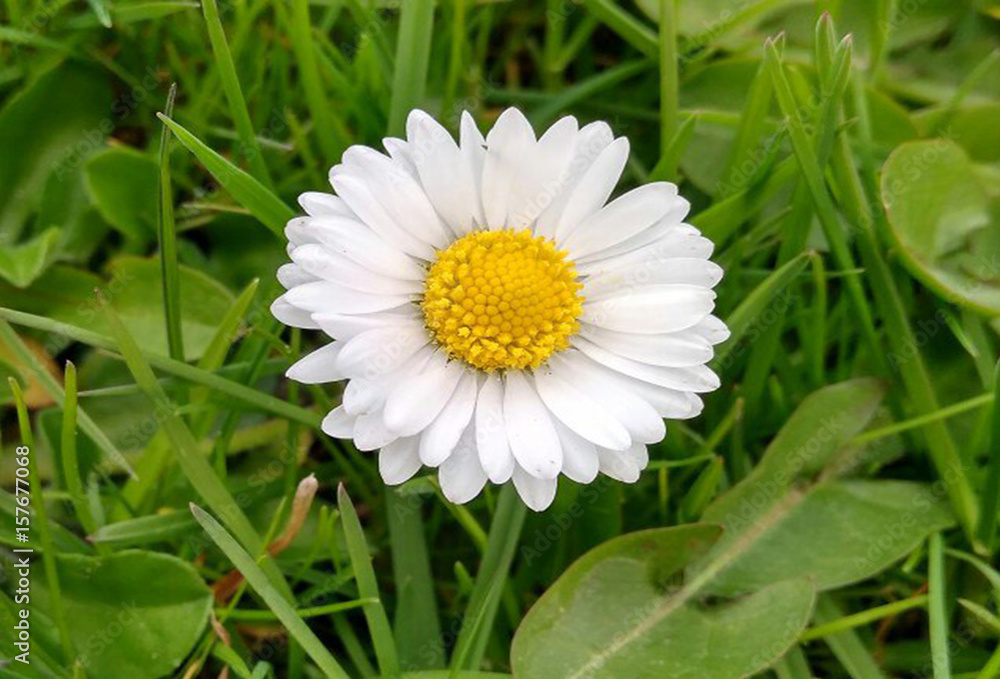 Fototapeta premium Flower field of daisies.