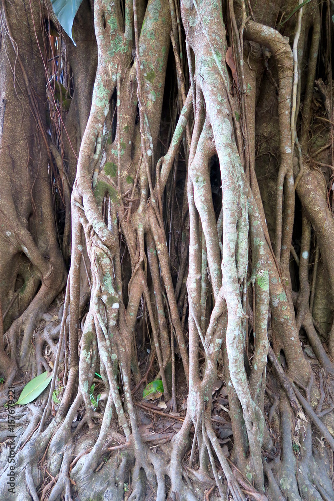 big roots in the forest, Thailand big roots in the forest, Thailand