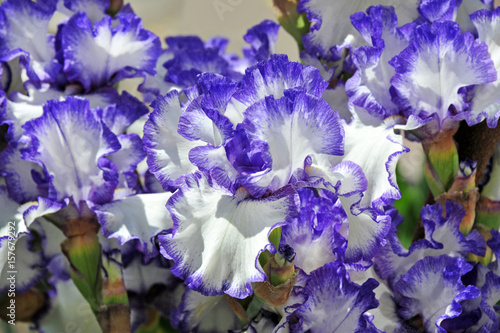 Balmy Iris flower