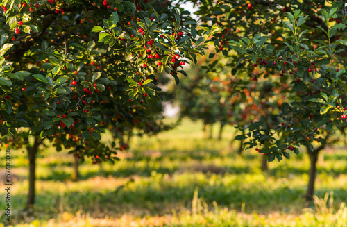 Obraz na plátně Ripening cherries on orchard tree