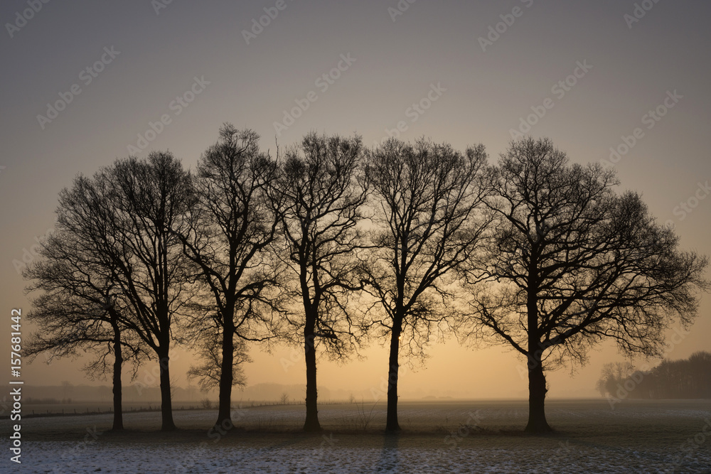 Row of trees at sunset