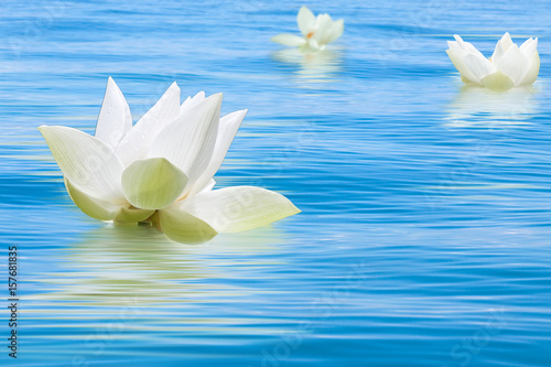  trois fleurs blanches de lotus sur mer calme
