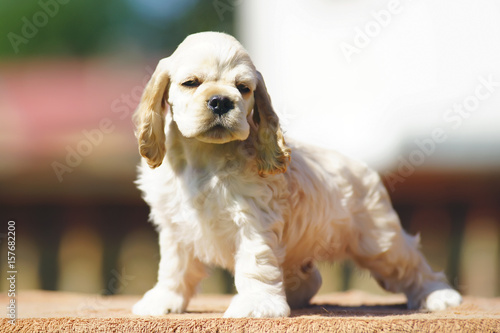 White and red American Cocker Spaniel puppy posing outdoors at sunny weather