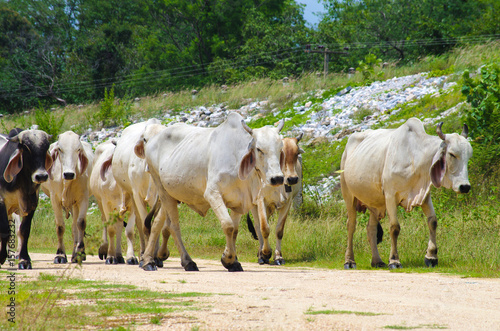 Zebu or long-horned humped bull in Thailand