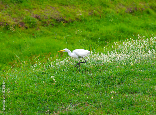 White egret in Thailand