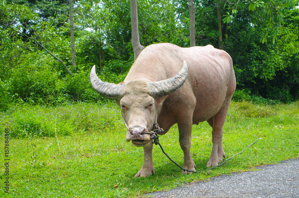 Fototapeta premium Albino buffalo in Thailand