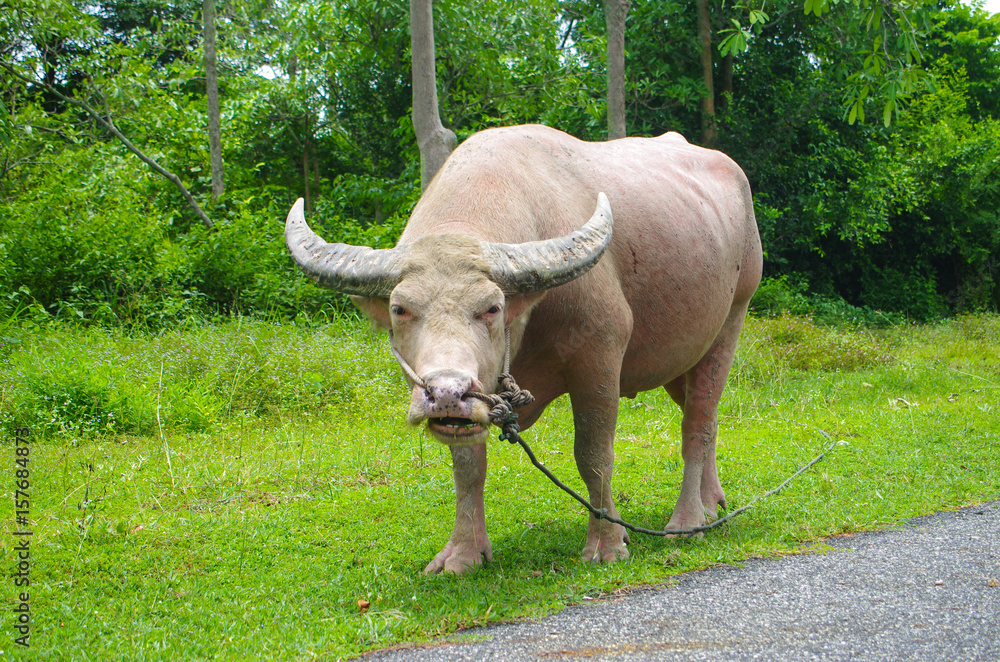 Fototapeta premium Albino buffalo in Thailand
