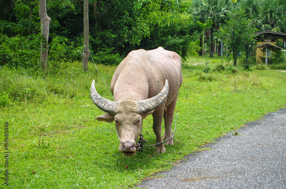 Fototapeta premium Albino buffalo in Thailand