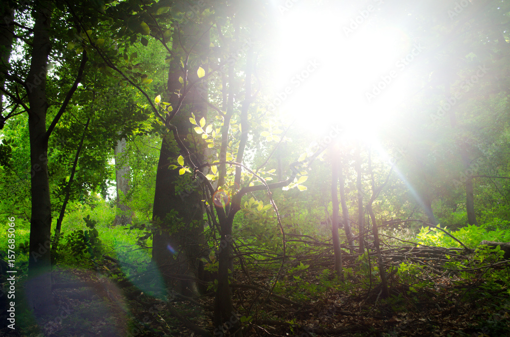 Obraz premium wonders in nature