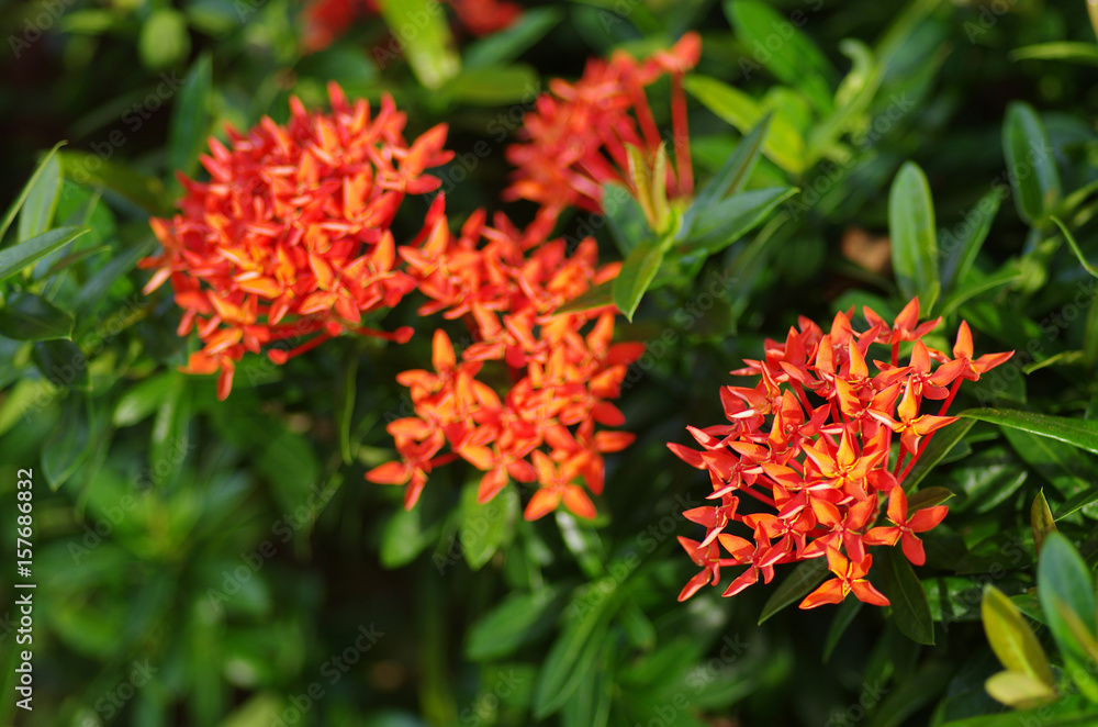 Ixora Ixora