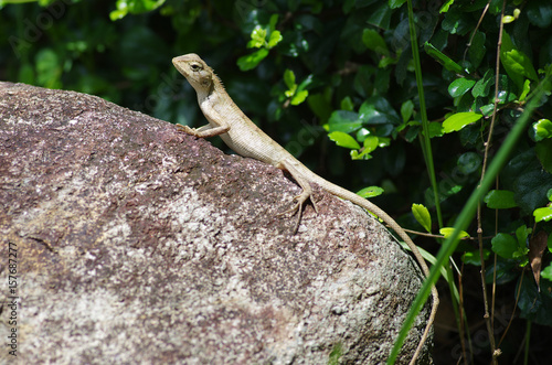The lizard on the stone in Thailand © Natalia Sidorova