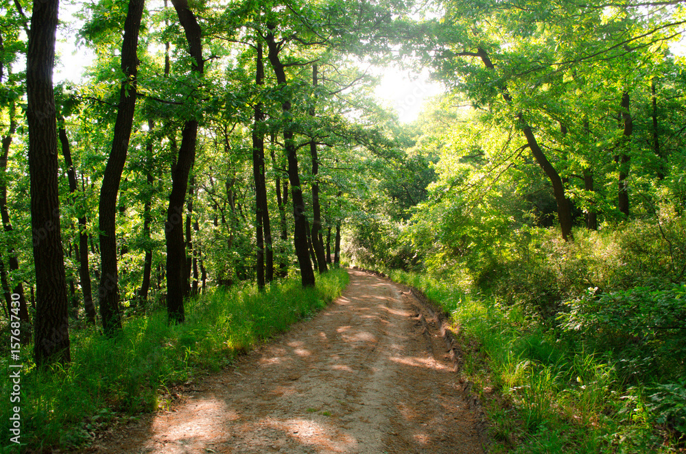 Fototapeta premium the wonders of nature