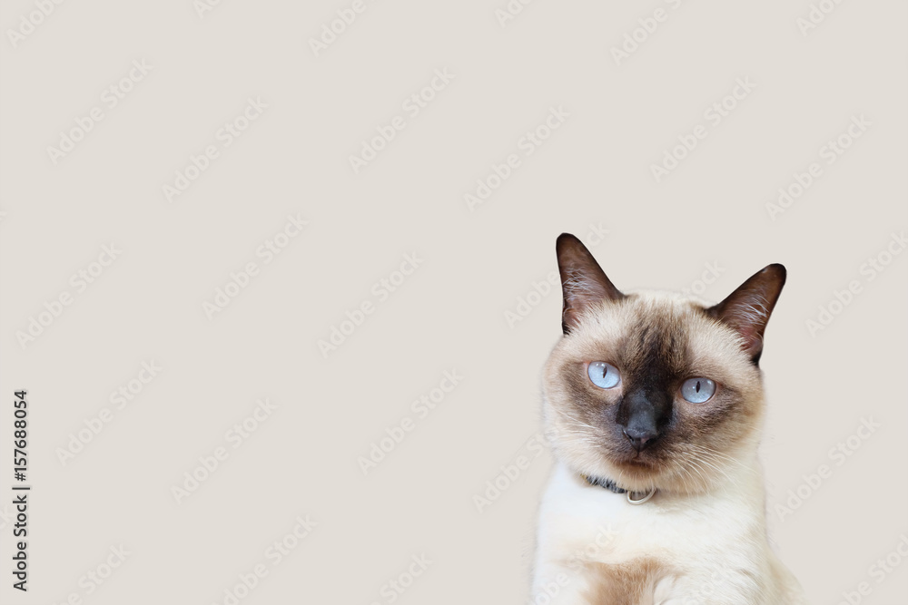 Portrait of a Siamese cat looking for the camera . free space for a design