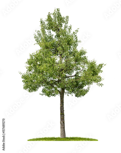 Birnbaum vor weißem Hintergrund