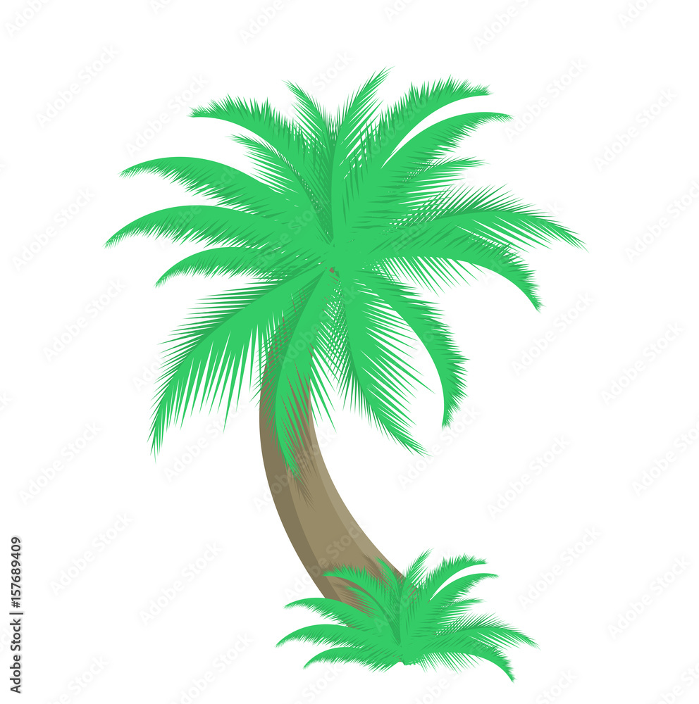 Palm tree vector illustration