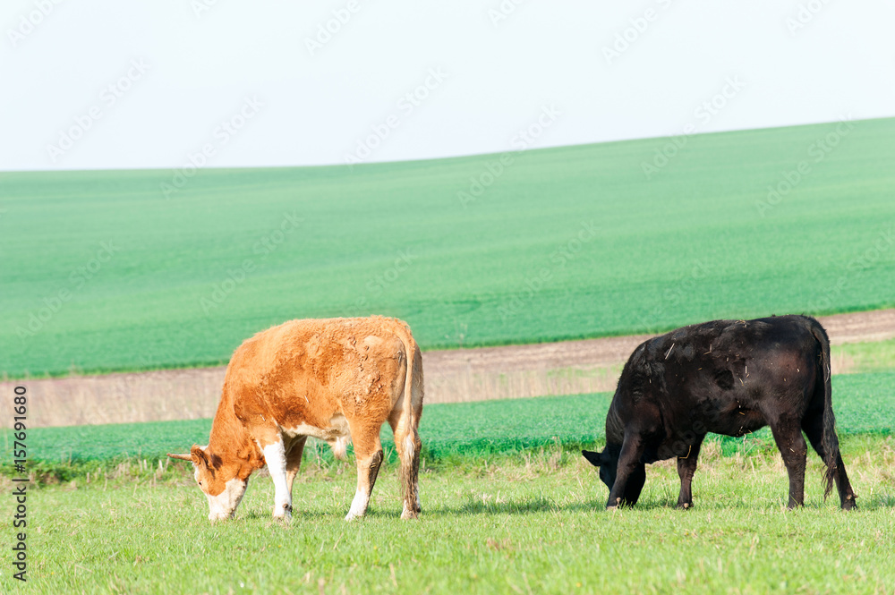 Cows grazing in green springtime field. Moravia. Czech republic Cows grazing in green springtime field. Moravia. Czech republic