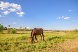 pastoral scene with horse