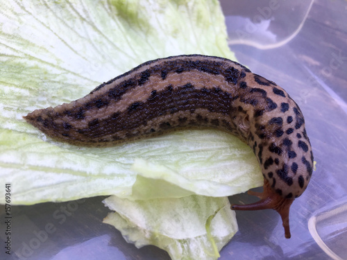 Großer ausgewachsener Tigerschnegel (Limax maximus)