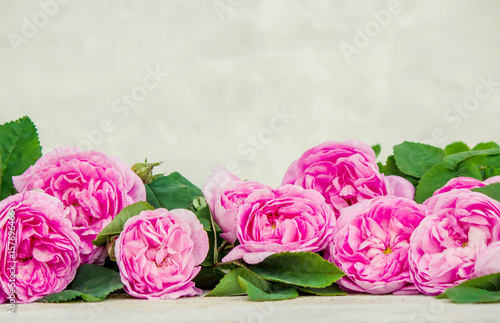 Beautiful background with pink roses. Selective focus.   photo