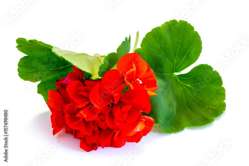 Fototapeta Naklejka Na Ścianę i Meble -  Rote Geranie, Pelargonie isoliert freigestellt auf weißen Hintergrund, Freisteller