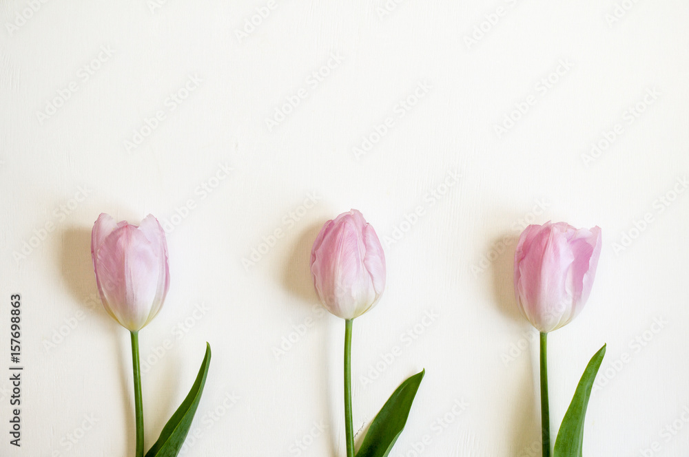 Frame with fresh tulip flowers on a white background. Frame with fresh tulip flowers on a white background.