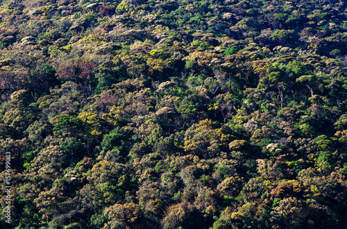 Top view of a rain forest with thick canopy in sri lanka