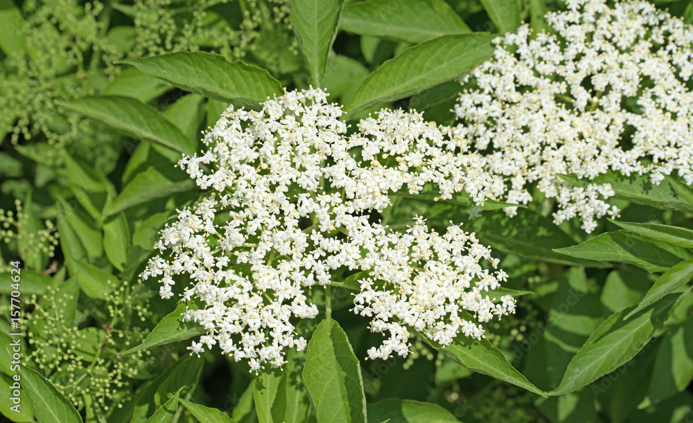 Blühender Holunder, Sambucus nigra Blühender Holunder, Sambucus nigra