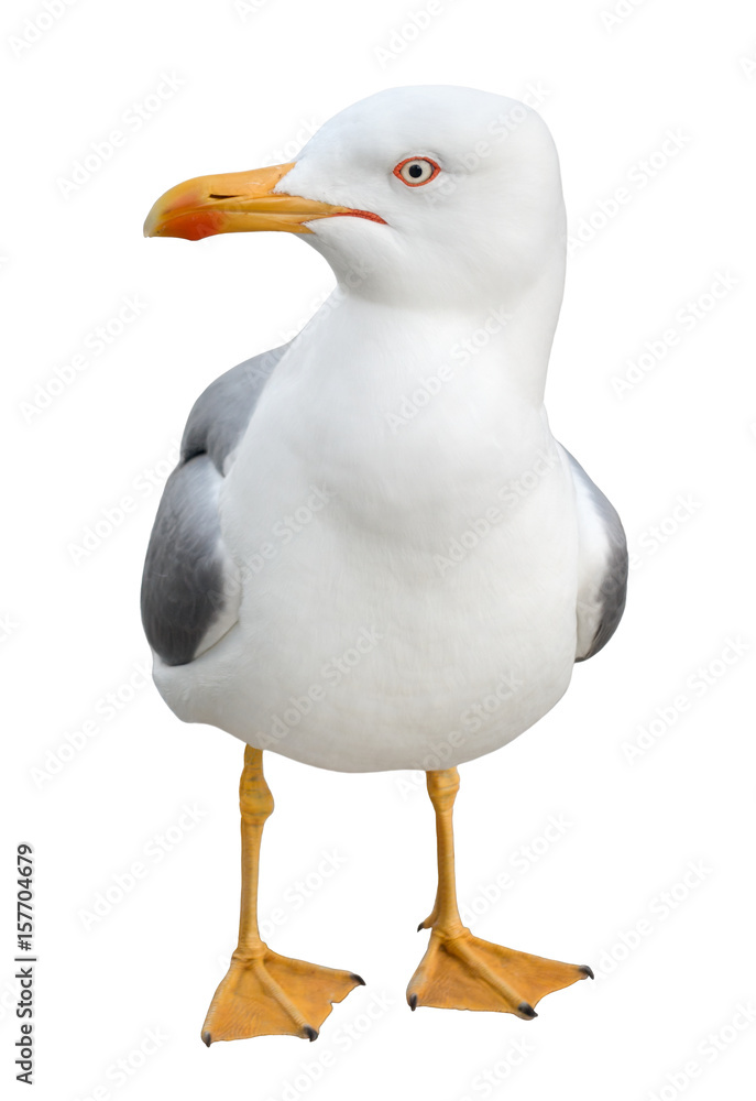 Obraz premium Standing seagull, isolated
