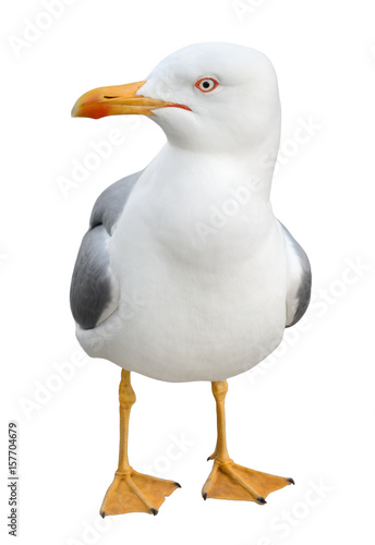 Standing seagull, isolated