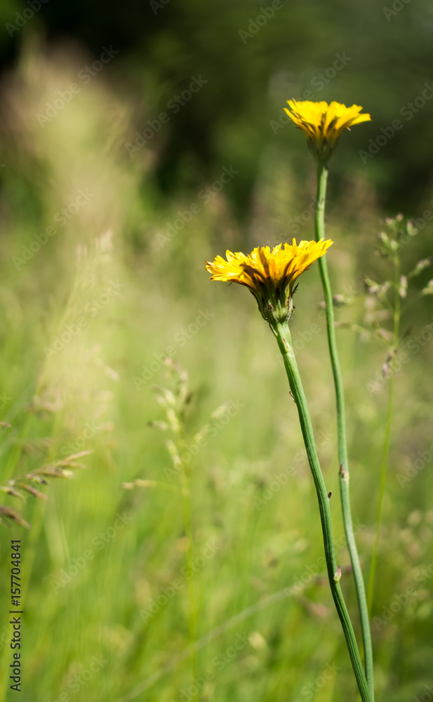 Yellow dandelions close-up. Spring sunny background, wallpapers. Yellow dandelions close-up. Spring sunny background, wallpapers.