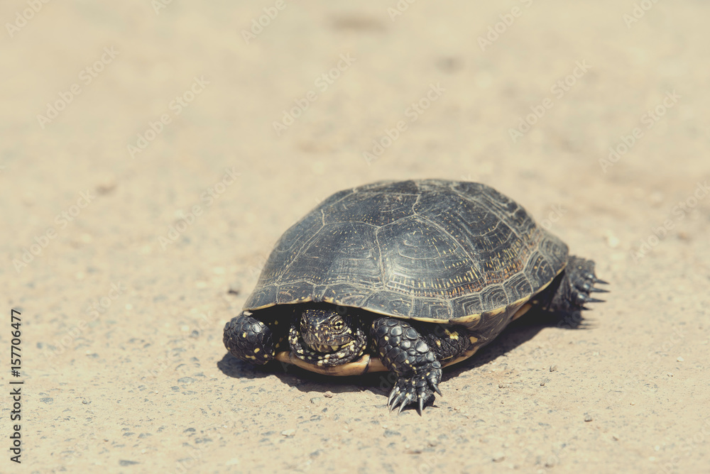 Tortoise walking slowly on the road