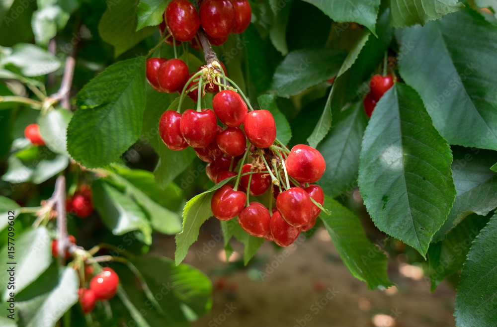 New red cherries on branch with green leaves