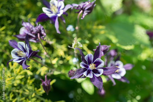 Aquilegia flowers