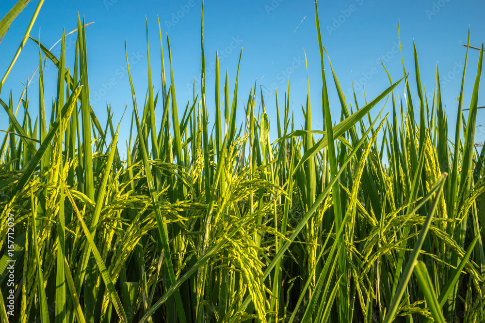 View of paddy field during sunrise in Sungai Besar, a well known place as one of the major rice supplier in Malaysia. View of paddy field during sunrise in Sungai Besar, a well known place as one of the major rice supplier in Malaysia.