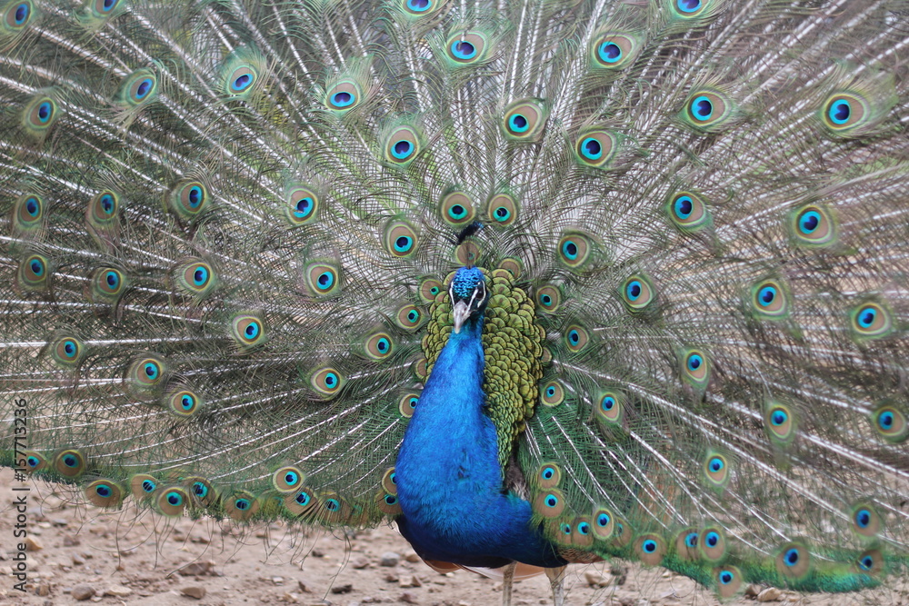 Naklejka premium павлин с распущенным хвостом