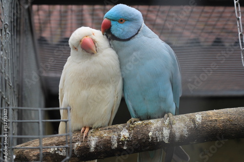 Индийский кольчатый попугай целует самку