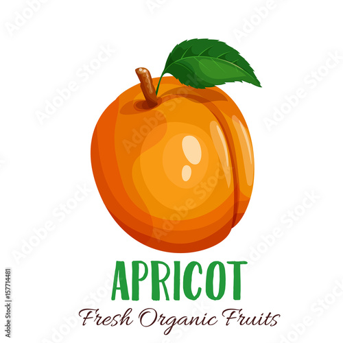 Vector apricot illustration