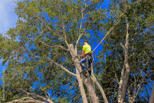 pruning a tree