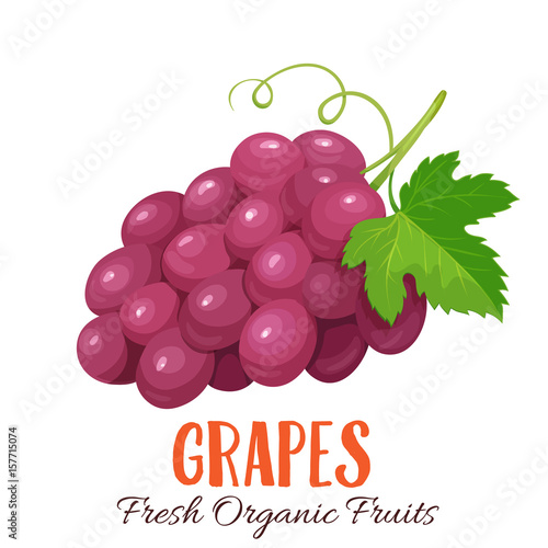 Vector grapes illustration
