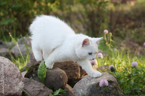 White cat on in the autumn garden. © pictures_for_you