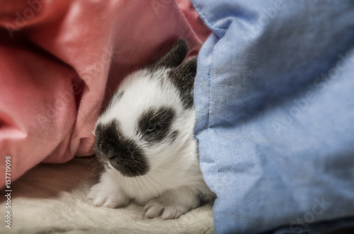 cute baby rabbit