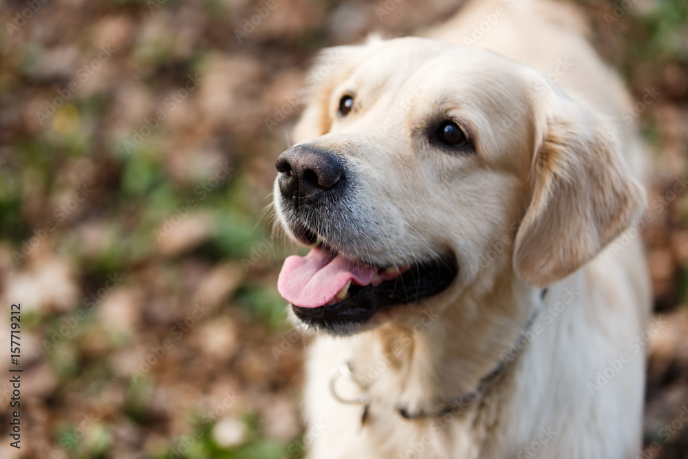 Photo of happy labrador close-up