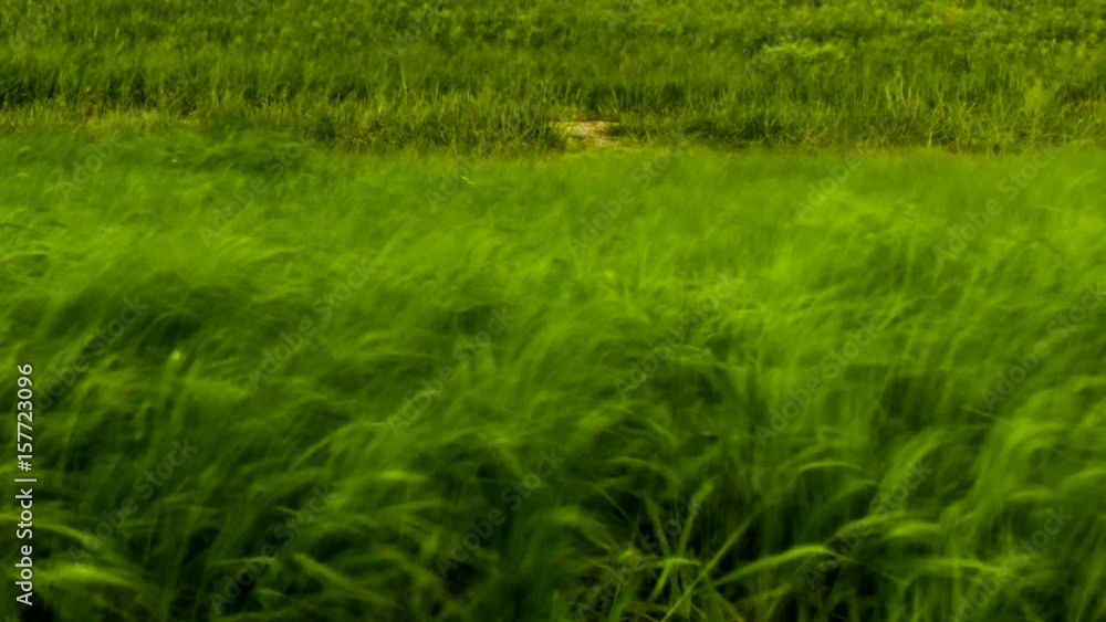 Time lapse of wetlands vegetation and grasses in the wind. Time lapse of wetlands vegetation and grasses in the wind.